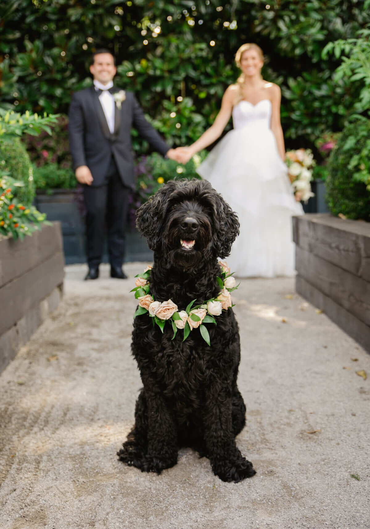 Best Dog and good boy in their humans Wedding